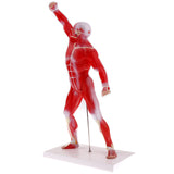 Maxbell 50cm Height Human Muscle Superficial Muscle Torso Skeleton Model with Base Lab Demonstration Display Science Toy