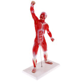 Maxbell 50cm Height Human Muscle Superficial Muscle Torso Skeleton Model with Base Lab Demonstration Display Science Toy