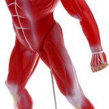 Maxbell 50cm Height Human Muscle Superficial Muscle Torso Skeleton Model with Base Lab Demonstration Display Science Toy