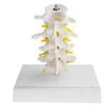 Maxbell 1:1 Human 4 Lumbar Vertebrae Intervertebral Disc Skeleton Model School Teaching Display Lab Supplies