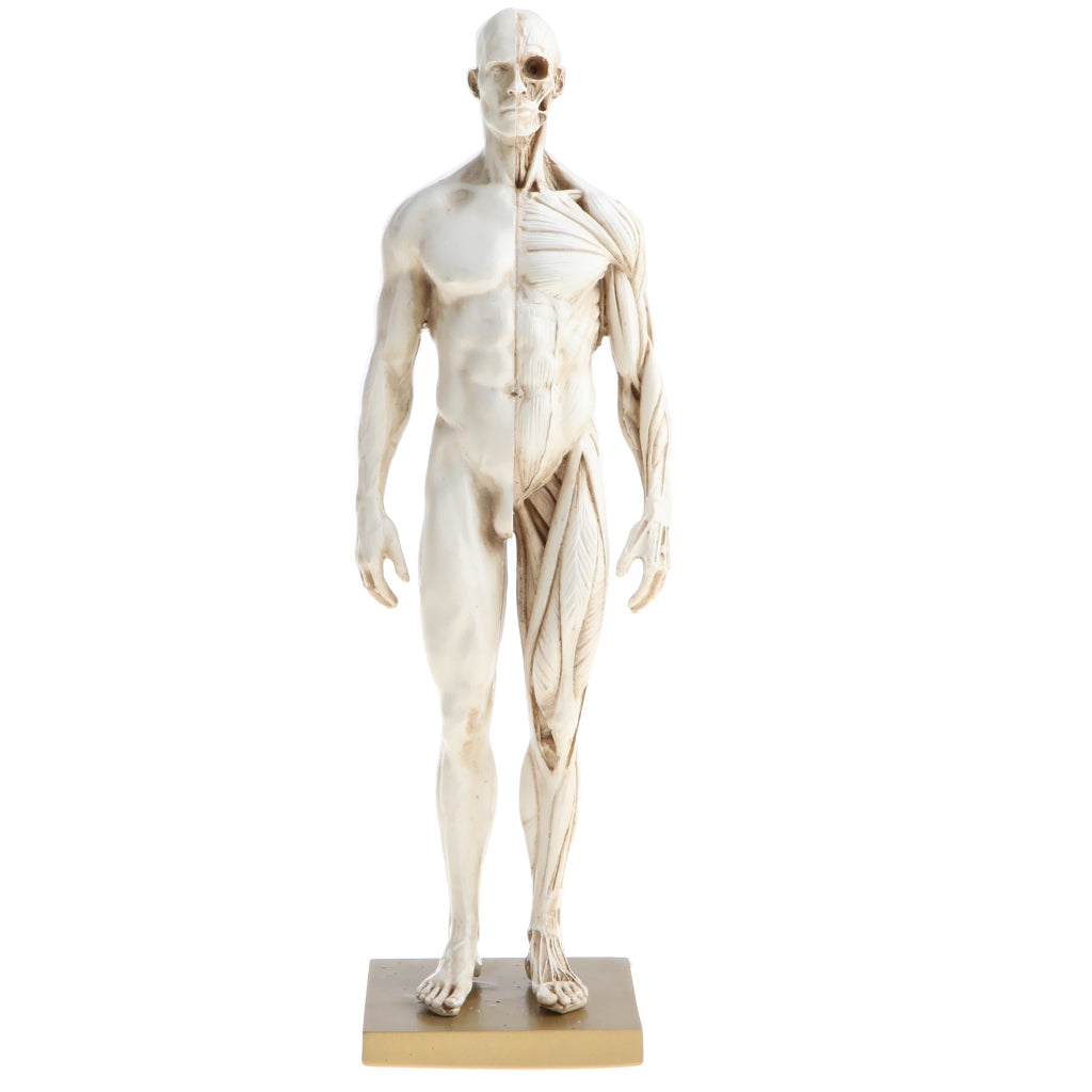 Maxbell 11 Inch Male Anatomy Figure Model Anatomical Reference For Artists - White