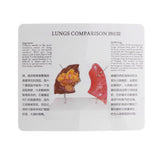 Maxbell Minify 1x Human Lung Normal & Pathological Comparison Lab Demonstration Model Kits Learning Resources