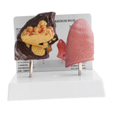 Maxbell Minify 1x Human Lung Normal & Pathological Comparison Lab Demonstration Model Kits Learning Resources