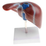 Maxbell 1:1 Lifesize Human Noraml Liver Lobule Gallbladder Model with Base School Teaching Display Tool