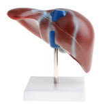 Maxbell 1:1 Lifesize Human Noraml Liver Lobule Gallbladder Model with Base School Teaching Display Tool