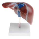 Maxbell 1:1 Lifesize Human Noraml Liver Lobule Gallbladder Model with Base School Teaching Display Tool