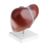 Maxbell 1:1 Lifesize Human Noraml Liver Lobule Gallbladder Model with Base School Teaching Display Tool