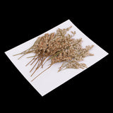 Maxbell 20 Pieces Pressed Natural Dried Flowers Limonium Leves for DIY Craft Scrapbooking Jewelry Making Art Crafts 6-9cm