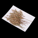 Maxbell 20 Pieces Pressed Natural Dried Flowers Limonium Leves for DIY Craft Scrapbooking Jewelry Making Art Crafts 6-9cm