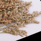 Maxbell 20 Pieces Pressed Natural Dried Flowers Limonium Leves for DIY Craft Scrapbooking Jewelry Making Art Crafts 6-9cm