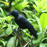 Maxbell Halloween Black Feathered Crow Realistic Decorations Birds Figurine Statue Model (1PCS)