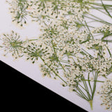Maxbell 10 Piece Pressed Natural Dried Flowers Lace Flower for DIY Craft Scrapbooking Handmade Home Ornament