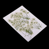Maxbell 10 Piece Pressed Natural Dried Flowers Lace Flower for DIY Craft Scrapbooking Handmade Home Ornament