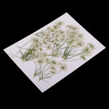 Maxbell 10 Piece Pressed Natural Dried Flowers Lace Flower for DIY Craft Scrapbooking Handmade Home Ornament