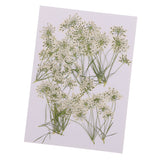 Maxbell 10 Piece Pressed Natural Dried Flowers Lace Flower for DIY Craft Scrapbooking Handmade Home Ornament