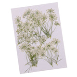 Maxbell 10 Piece Pressed Natural Dried Flowers Lace Flower for DIY Craft Scrapbooking Handmade Home Ornament