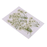 Maxbell 10 Piece Pressed Natural Dried Flowers Lace Flower for DIY Craft Scrapbooking Handmade Home Ornament