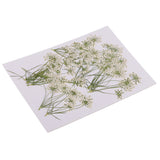 Maxbell 10 Piece Pressed Natural Dried Flowers Lace Flower for DIY Craft Scrapbooking Handmade Home Ornament