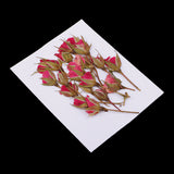 Maxbell 20 Pieces Pressed Natural Real Dried Flowers Rose Flower for DIY Resin Ornament Craft Christmas Xmas Card Making Decoration