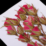 Maxbell 20 Pieces Pressed Natural Real Dried Flowers Rose Flower for DIY Resin Ornament Craft Christmas Xmas Card Making Decoration