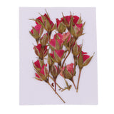 Maxbell 20 Pieces Pressed Natural Real Dried Flowers Rose Flower for DIY Resin Ornament Craft Christmas Xmas Card Making Decoration
