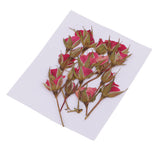 Maxbell 20 Pieces Pressed Natural Real Dried Flowers Rose Flower for DIY Resin Ornament Craft Christmas Xmas Card Making Decoration