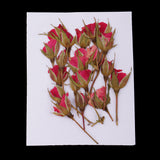 Maxbell 20 Pieces Pressed Natural Real Dried Flowers Rose Flower for DIY Resin Ornament Craft Christmas Xmas Card Making Decoration
