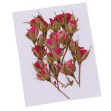 Maxbell 20 Pieces Pressed Natural Real Dried Flowers Rose Flower for DIY Resin Ornament Craft Christmas Xmas Card Making Decoration