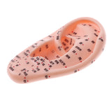 Maxbell Professional 13cm Human Acupuncture Ear Model Reflexology Acupoint Learning Display Laboratory Supplies