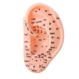 Maxbell Professional 13cm Human Acupuncture Ear Model Reflexology Acupoint Learning Display Laboratory Supplies