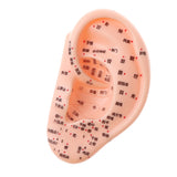 Maxbell Professional 13cm Human Acupuncture Ear Model Reflexology Acupoint Learning Display Laboratory Supplies