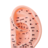 Maxbell Professional 13cm Human Acupuncture Ear Model Reflexology Acupoint Learning Display Laboratory Supplies