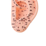 Maxbell Professional 13cm Human Acupuncture Ear Model Reflexology Acupoint Learning Display Laboratory Supplies