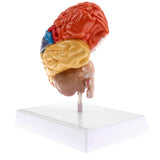 Maxbell 1:1 Section of Human Half Brain Brainstem Model with Display School Teaching Lab Ornament