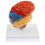 Maxbell 1:1 Section of Human Half Brain Brainstem Model with Display School Teaching Lab Ornament