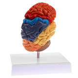 Maxbell 1:1 Section of Human Half Brain Brainstem Model with Display School Teaching Lab Ornament