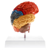 Maxbell 1:1 Section of Human Half Brain Brainstem Model with Display School Teaching Lab Ornament