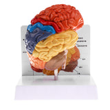 Maxbell 1:1 Section of Human Half Brain Brainstem Model with Display School Teaching Lab Ornament