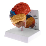 Maxbell 1:1 Section of Human Half Brain Brainstem Model with Display School Teaching Lab Ornament