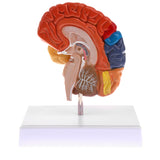 Maxbell 1:1 Section of Human Half Brain Brainstem Model with Display School Teaching Lab Ornament