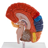 Maxbell 1:1 Section of Human Half Brain Brainstem Model with Display School Teaching Lab Ornament