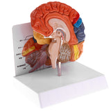 Maxbell 1:1 Section of Human Half Brain Brainstem Model with Display School Teaching Lab Ornament