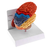 Maxbell 1:1 Section of Human Half Brain Brainstem Model with Display School Teaching Lab Ornament