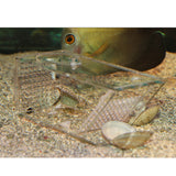 Maxbell Acrylic Fish Pest Aquarium Trap Fish Aquariums Other Fish Aquarium Supplies