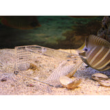 Maxbell Acrylic Fish Pest Aquarium Trap Fish Aquariums Other Fish Aquarium Supplies