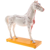 Maxbell 114 Acupuncture Points Horse Anatomical Model Educative Learning Aid Lab Equipment