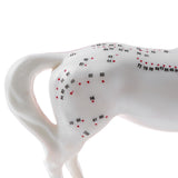 Maxbell 114 Acupuncture Points Horse Anatomical Model Educative Learning Aid Lab Equipment