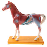 Maxbell 114 Acupuncture Points Horse Anatomical Model Educative Learning Aid Lab Equipment
