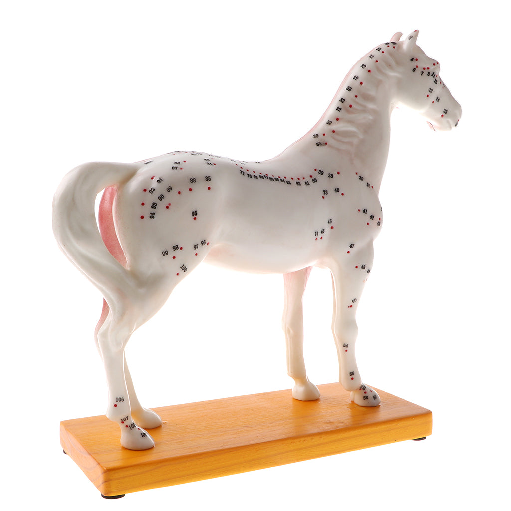 ⚡️Buy Maxbell 114 Acupuncture Points Horse Anatomical Model Educative Learning Aid Lab Equipment