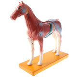 Maxbell 114 Acupuncture Points Horse Anatomical Model Educative Learning Aid Lab Equipment